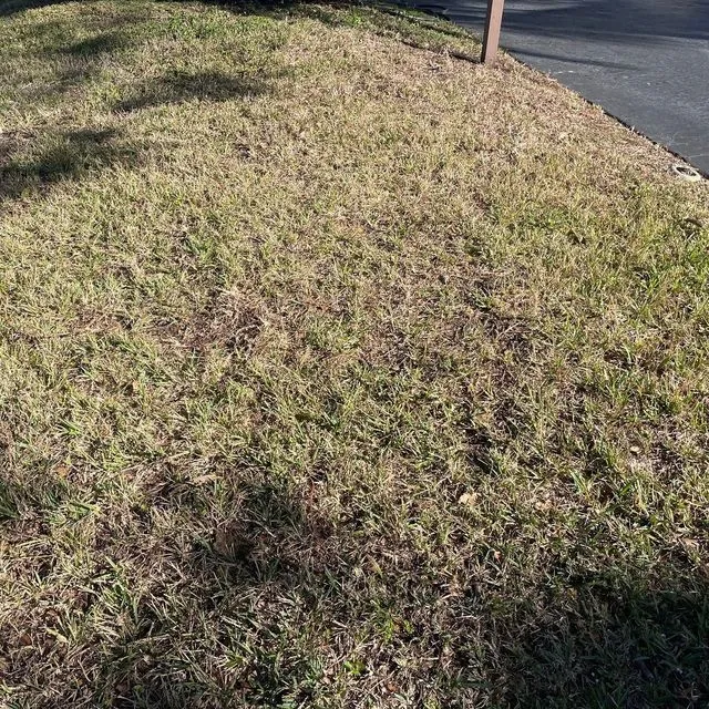 thumbnail for publication: Improving Turfgrass Health: Proper Irrigation Techniques